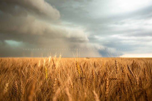 Farm and country photography print of a thunderstorm over a golden wheat field on the plains of Colorado by Sean Ramsey of Southern Plains Photography.