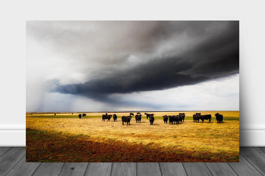 Western aluminum metal print wall art of a herd of angus cows under an advancing thunderstorm on a stormy spring day in Texas by Sean Ramsey of Southern Plains Photography.