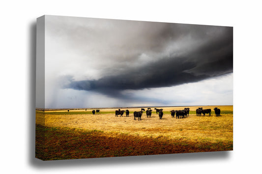 Western gallery wrapped canvas wall art of a herd of angus cows under an advancing thunderstorm on a stormy spring day in Texas by Sean Ramsey of Southern Plains Photography.