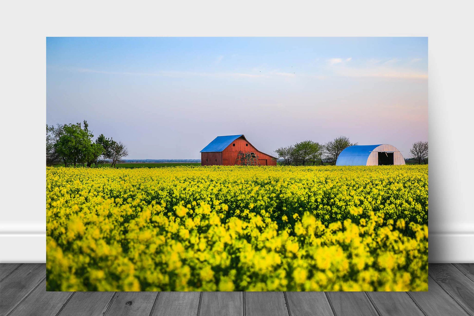 Farm aluminum metal print wall art of an old red barn in a field of yellow canola at sunset on a spring evening in Oklahoma by Sean Ramsey of Southern Plains Photography.