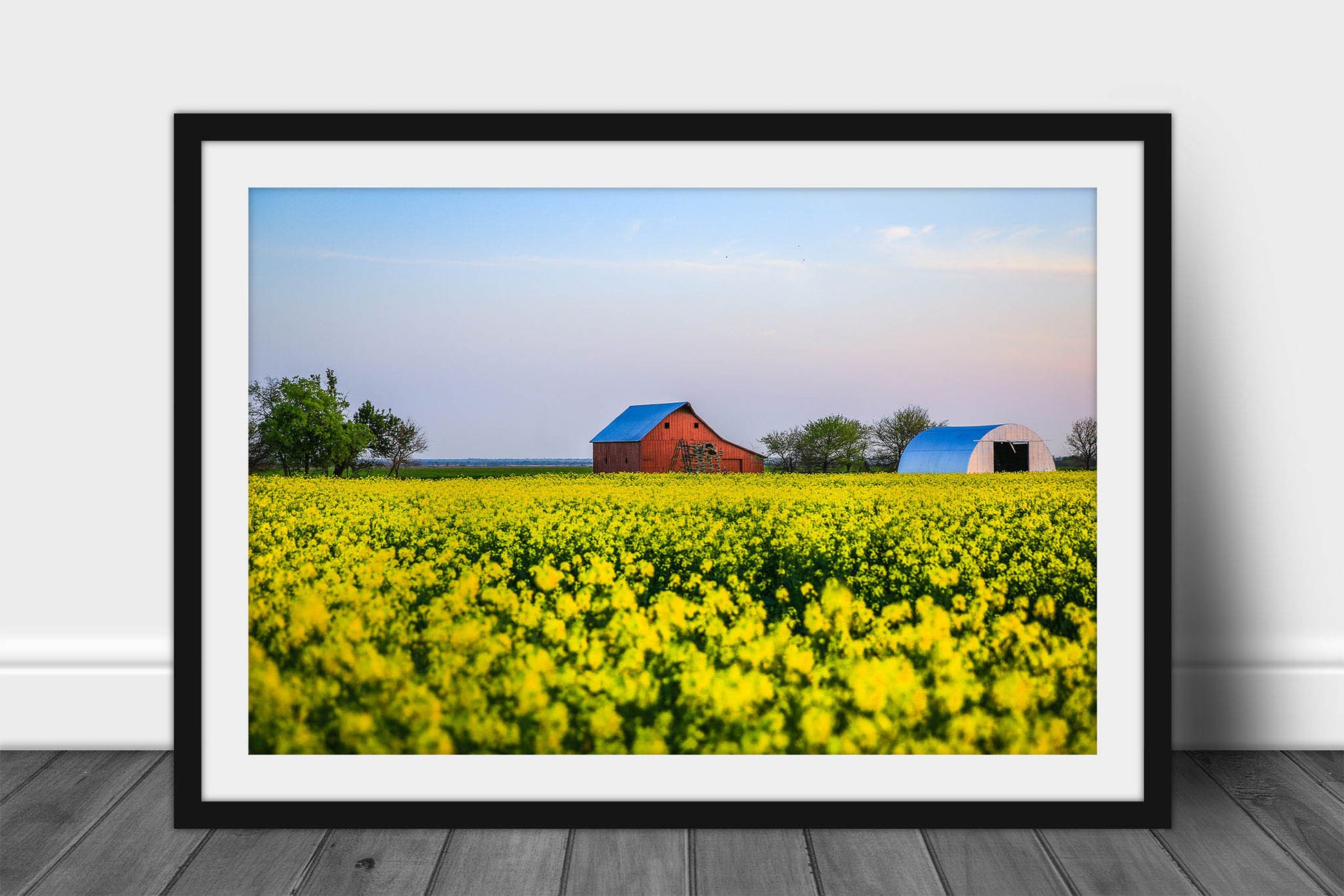 Framed and matted farm print of an old red barn in a field of yellow canola at sunset on a spring evening in Oklahoma by Sean Ramsey of Southern Plains Photography.