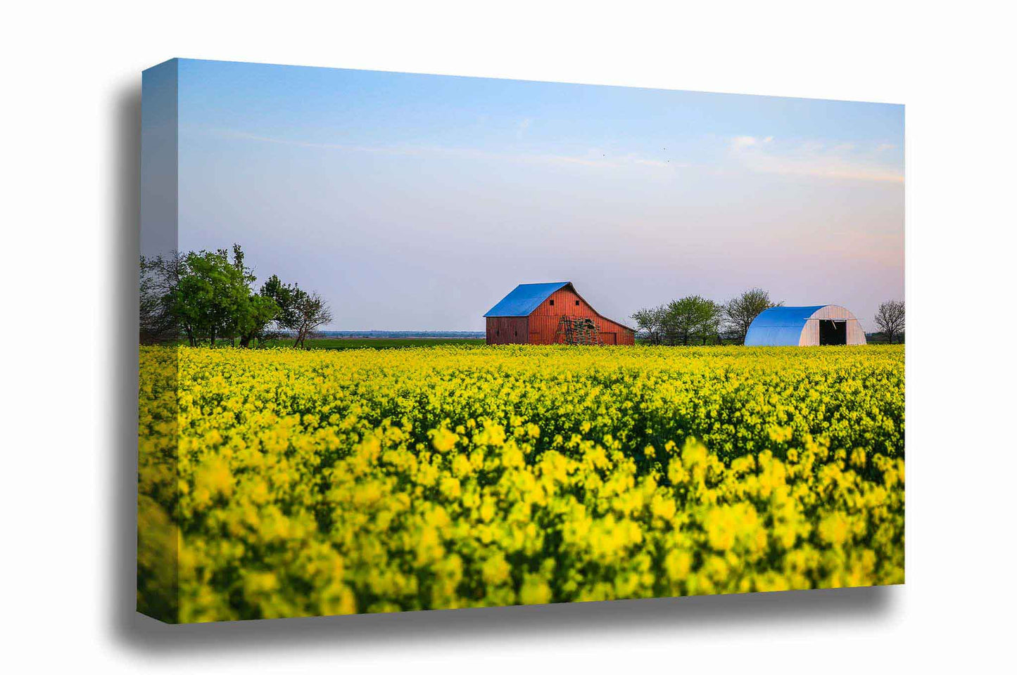 Country canvas wall art of an old red barn nestled in a field of yellow canola at sunset on a farm in Oklahoma by Sean Ramsey of Southern Plains Photography.