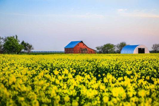 Farm photography print of a red barn in a field of yellow canola at sunset on a spring evening in Oklahoma by Sean Ramsey of Southern Plains Photography.