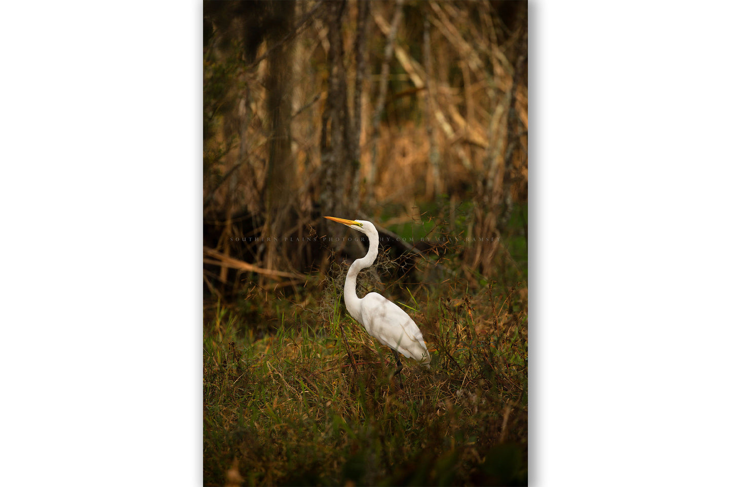 Vertical wildlife photography print of a Great Egret showing off its grace and beauty while standing in a swamp in Louisiana by Sean Ramsey of Southern Plains Photography.