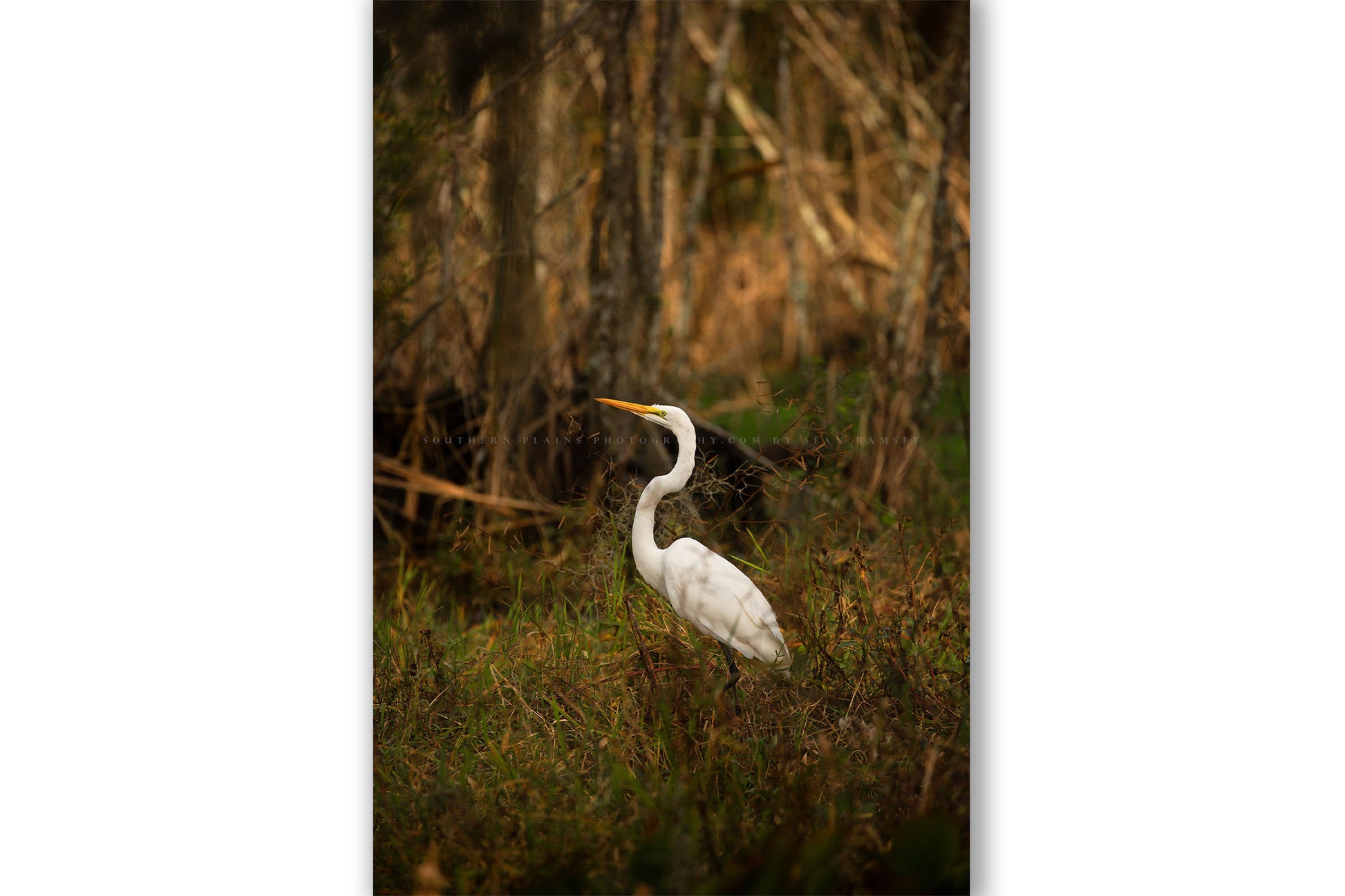 Vertical wildlife photography print of a Great Egret showing off its grace and beauty while standing in a swamp in Louisiana by Sean Ramsey of Southern Plains Photography.