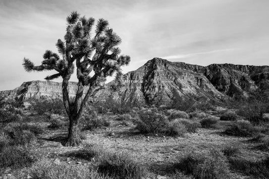 Black and white southwestern photography print of a Joshua Tree and mountain in the Arizona desert by Sean Ramsey of Southern Plains Photography.