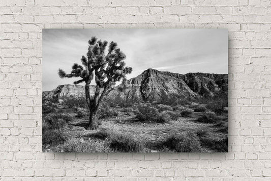Southwestern landscape metal print of a Joshua Tree and mountain in the Arizona desert in black and white by Sean Ramsey of Southern Plains Photography.