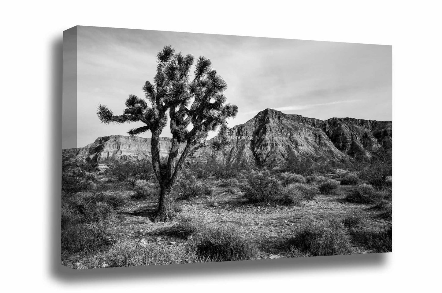 Desert canvas wall art of a Joshua Tree and mountain in the desert of western Arizona in black and white by Sean Ramsey of Southern Plains Photography.