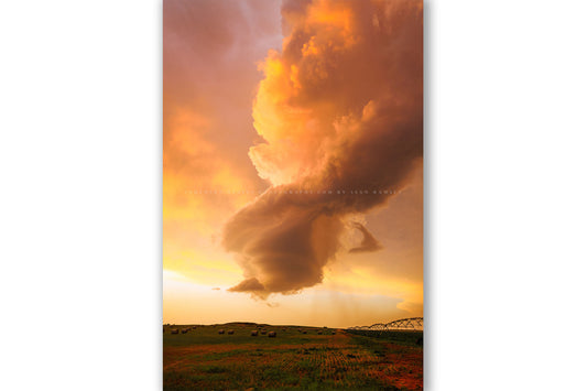 Stormy sky photography print that is vertical orientation of a dissipating storm cloud that was once a supercell thunderstorm over a field drenched in evening sunlight at sunset in Oklahoma by Sean Ramsey of Southern Plains Photography.