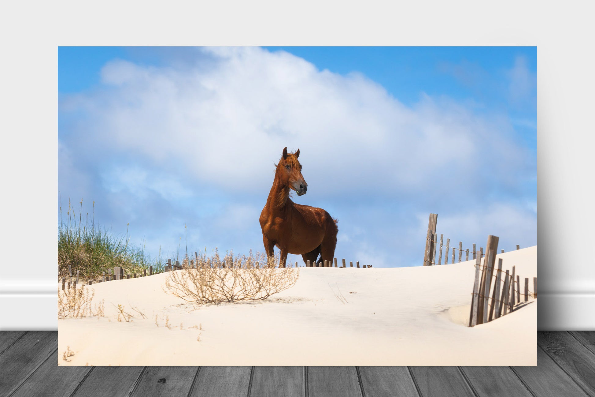 OBX aluminum metal print wall art of a wild horse majestically standing on a sand dune over looking a beach along the Outer Banks in Corolla, North Carolina by Sean Ramsey of Southern Plains Photography.