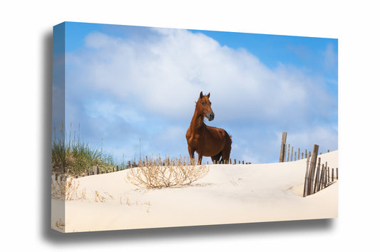 OBX canvas wall art of a wild horse majestically standing on a sand dune over looking a beach along the Outer Banks in Corolla, North Carolina by Sean Ramsey of Southern Plains Photography.