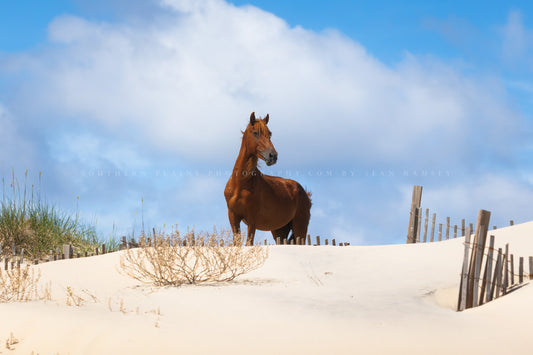 OBX photography print of a wild horse majestically standing on a sand dune over looking a beach along the Outer Banks in Corolla, North Carolina by Sean Ramsey of Southern Plains Photography.