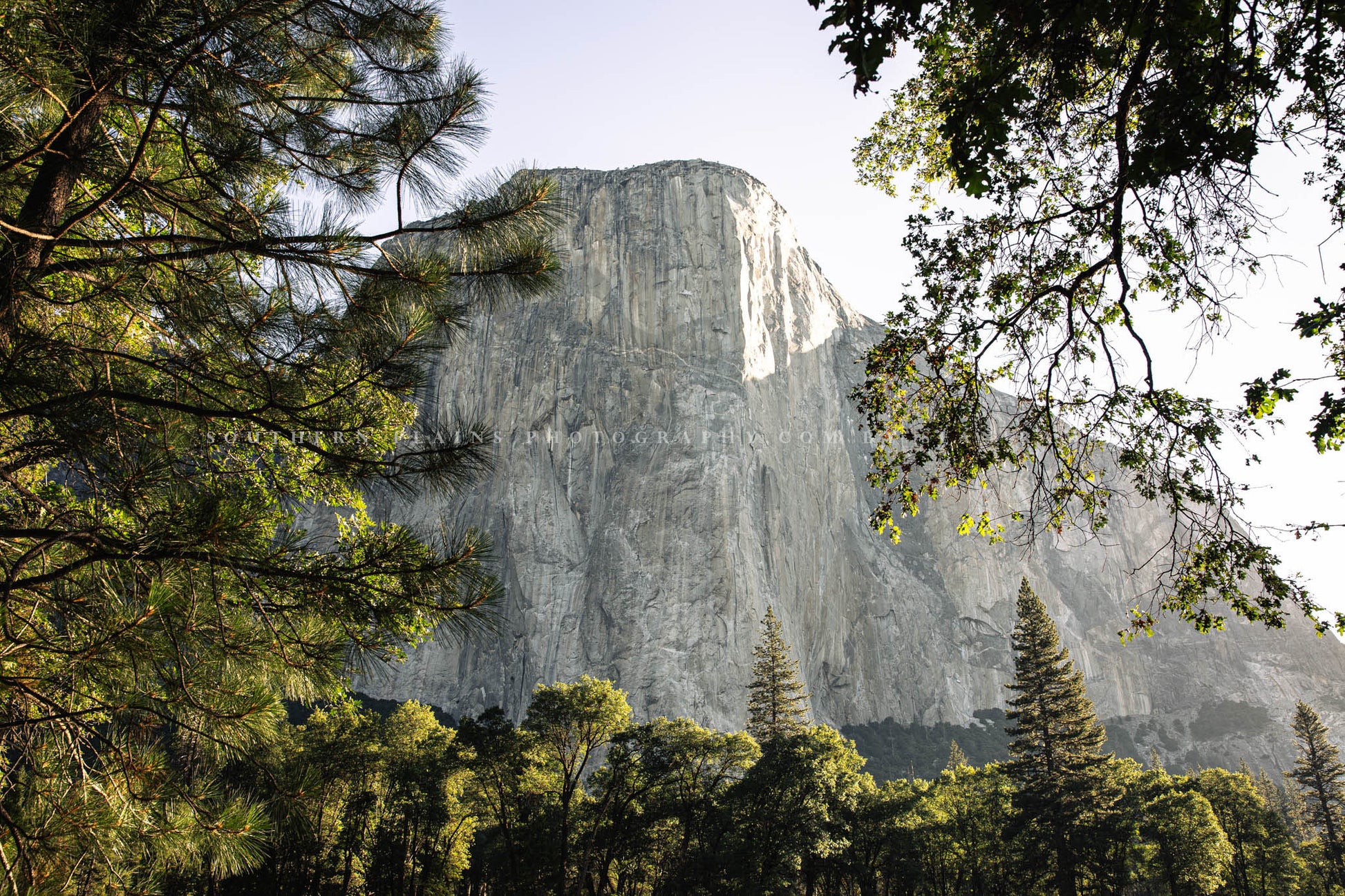 Sierra Nevada landscape photography print of El Capitan awash in sunlight on a summer morning in Yosemite National Park, California by Sean Ramsey of Southern Plains Photography.