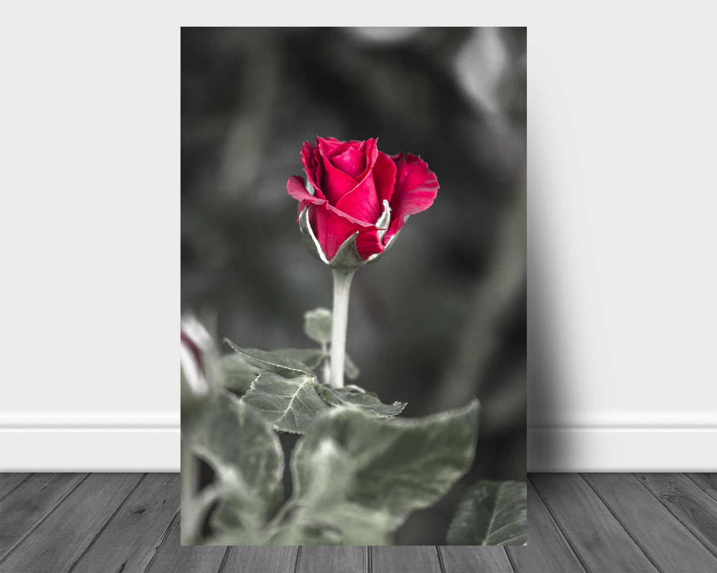 Vertical flower aluminum metal print of a rose about to bloom captured in Oklahoma by Sean Ramsey of Southern Plains Photography.