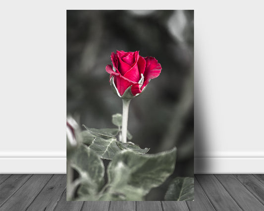 Vertical flower aluminum metal print of a rose about to bloom captured in Oklahoma by Sean Ramsey of Southern Plains Photography.