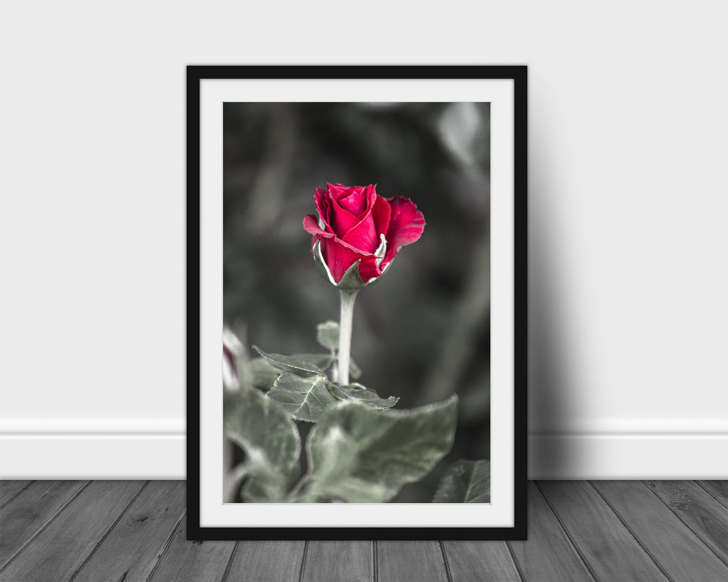 Vertical flower framed print of a rose about to bloom captured in Oklahoma by Sean Ramsey of Southern Plains Photography.