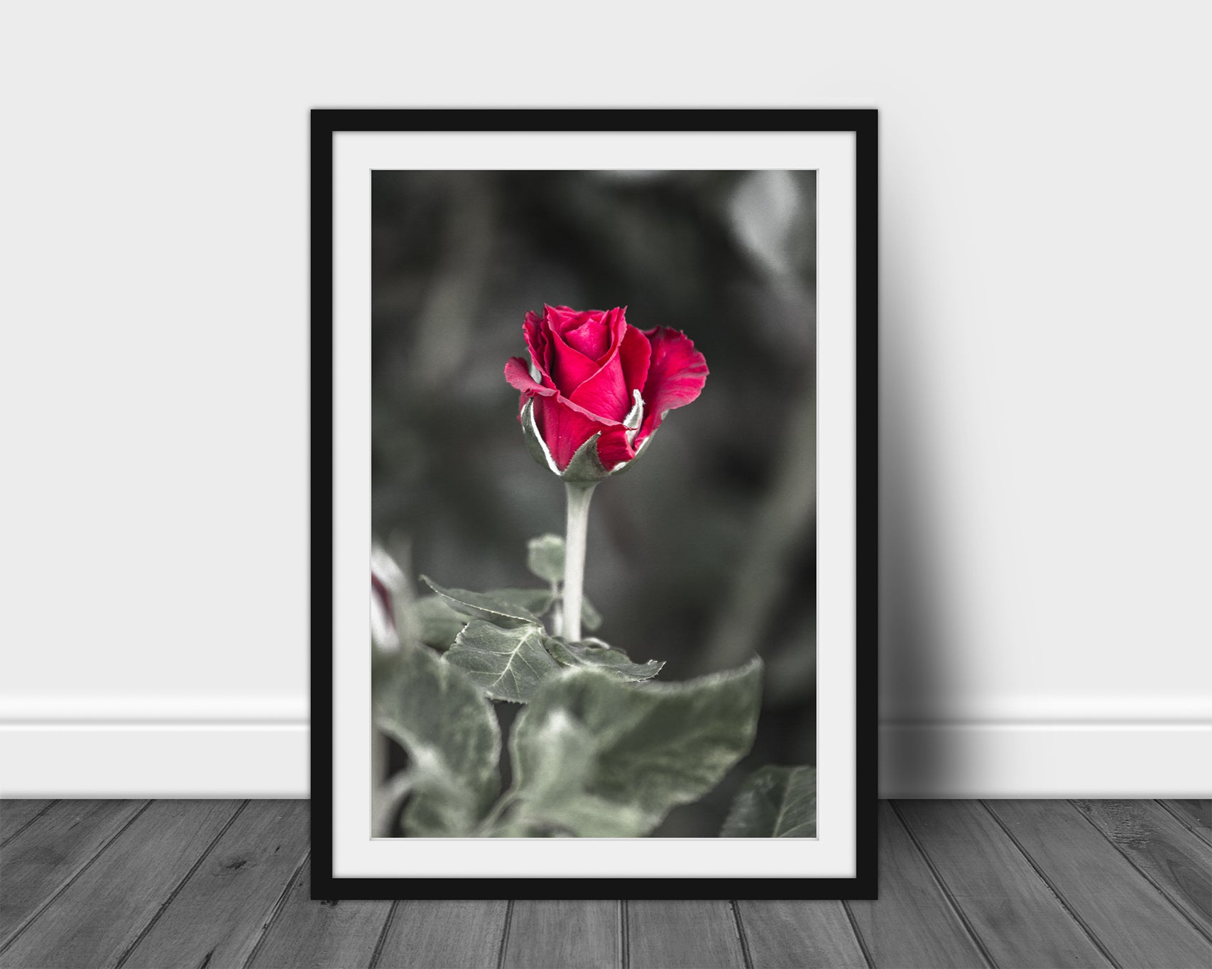 Vertical flower framed print of a rose about to bloom captured in Oklahoma by Sean Ramsey of Southern Plains Photography.