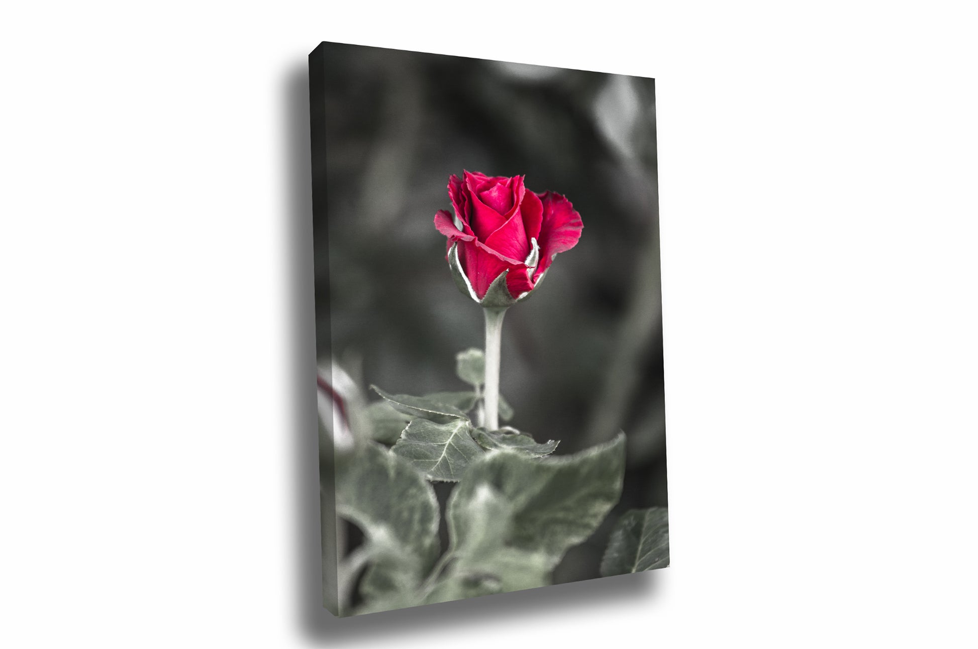 Vertical flower gallery wrapped canvas wall art of a rose about to bloom captured in Oklahoma by Sean Ramsey of Southern Plains Photography.