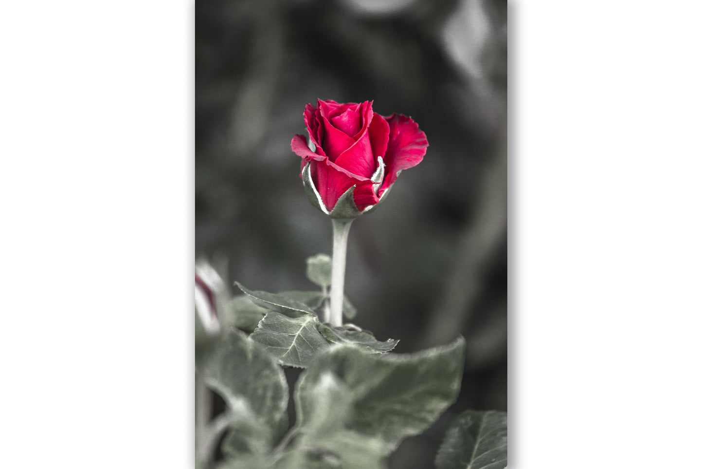 Vertical flower photography print of a rose about to bloom captured in Oklahoma by Sean Ramsey of Southern Plains Photography.