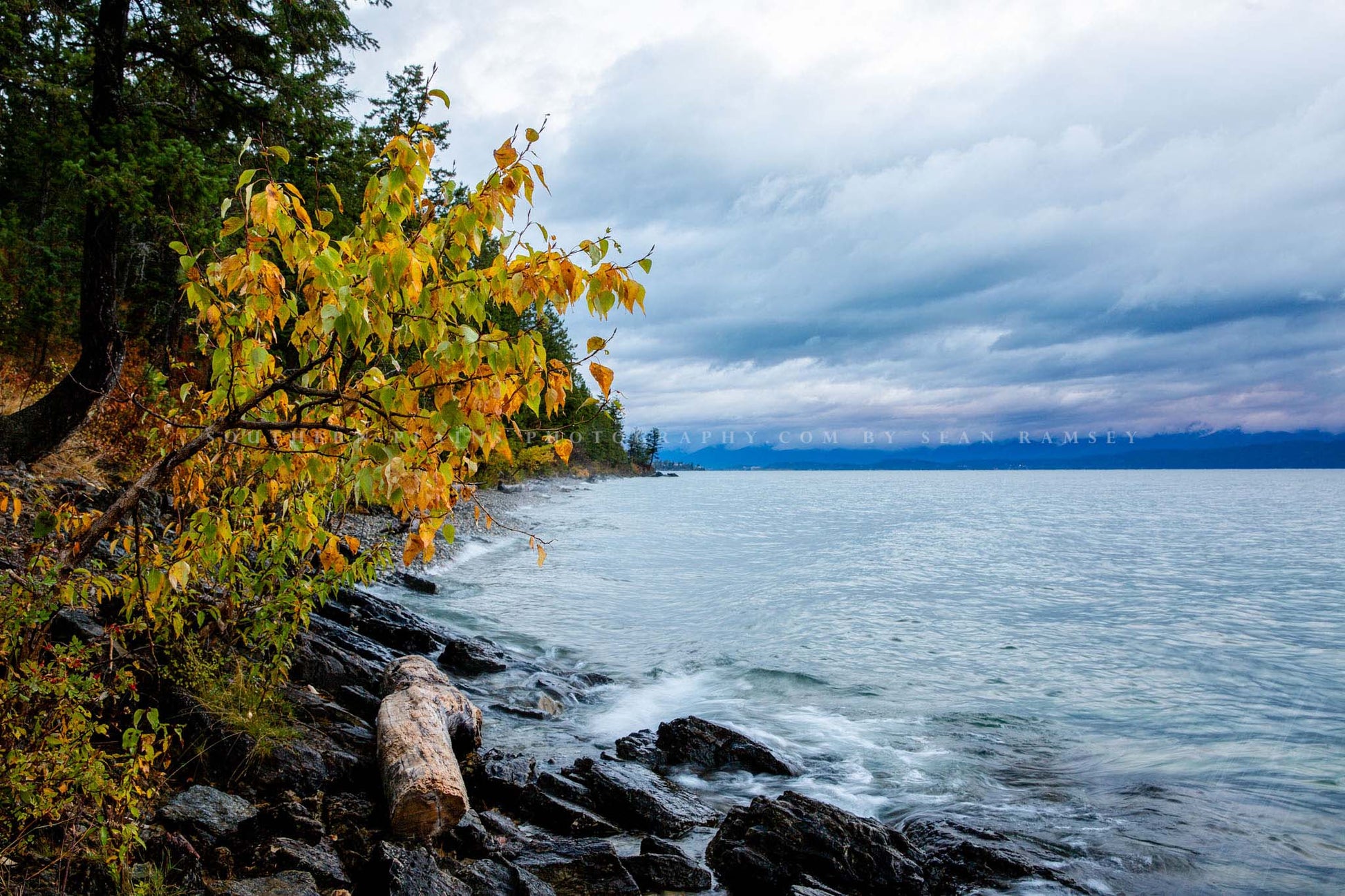 Northern Rockies photography print of fall foliage in the trees as a log rests along the shoreline of Flathead Lake on an autumn morning in Montana by Sean Ramsey of Southern Plains Photography.