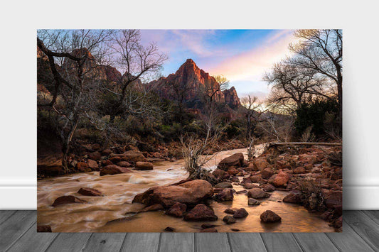 Southwestern aluminum metal print wall art of The Watchman overlooking the Virgin River at sunset on a spring evening in Zion National Park, Utah by Sean Ramsey of Southern Plains Photography.