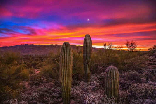 Southwestern photography print of Venus and Jupiter shining over saguaro cactus during a colorful sunrise over the Sonoran Desert near Tucson, Arizona by Sean Ramsey of Southern Plains Photography.