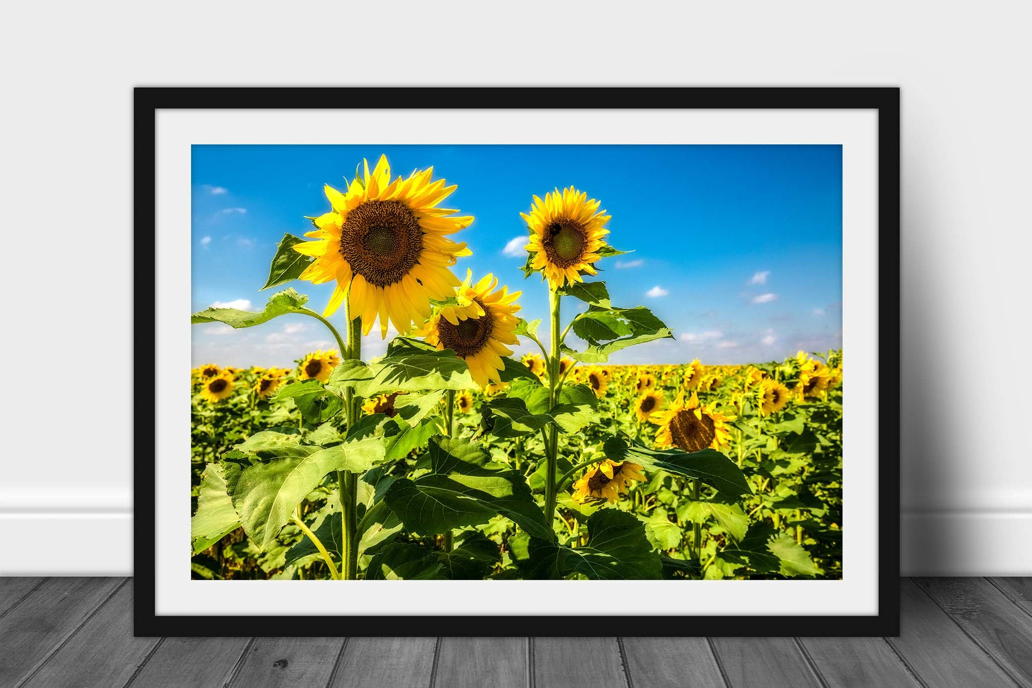Framed botanical print with optional mat of a trio of sunflowers in a sunflower field against a blue sky on a late summer day in Kansas by Sean Ramsey of Southern Plains Photography.