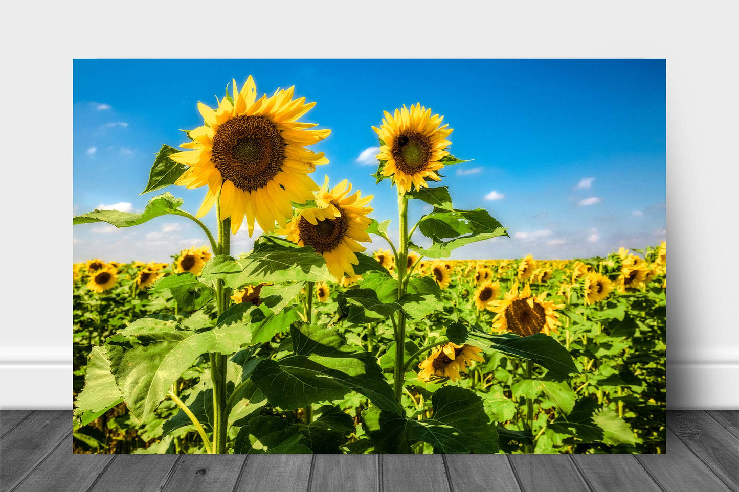 Country landscape metal print of a trio of sunflowers standing tall in a sunflower field on a late summer day in Kansas by Sean Ramsey of Southern Plains Photography.