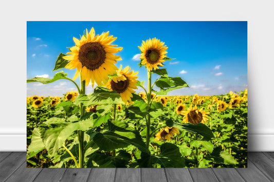 Country landscape metal print of a trio of sunflowers standing tall in a sunflower field on a late summer day in Kansas by Sean Ramsey of Southern Plains Photography.