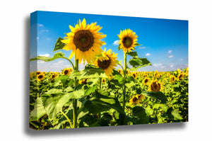 Botanical canvas wall art of a trio of sunflowers standing tall in a sunflower field on a late summer day in Kansas by Sean Ramsey of Southern Plains Photography.