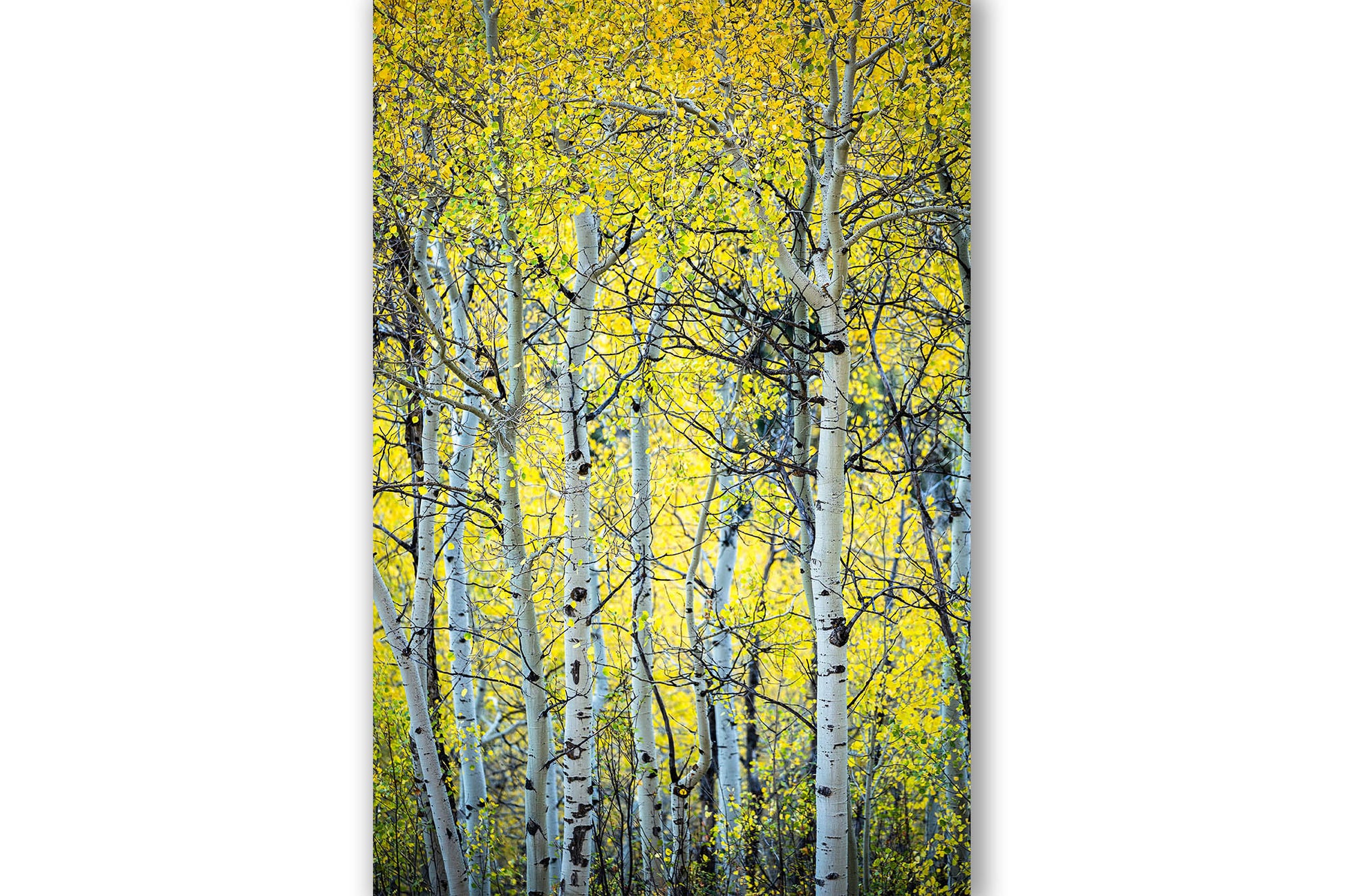 Vertical nature photography print of a grove of aspen trees on an autumn day in Colorado by Sean Ramsey of Southern Plains Photography.