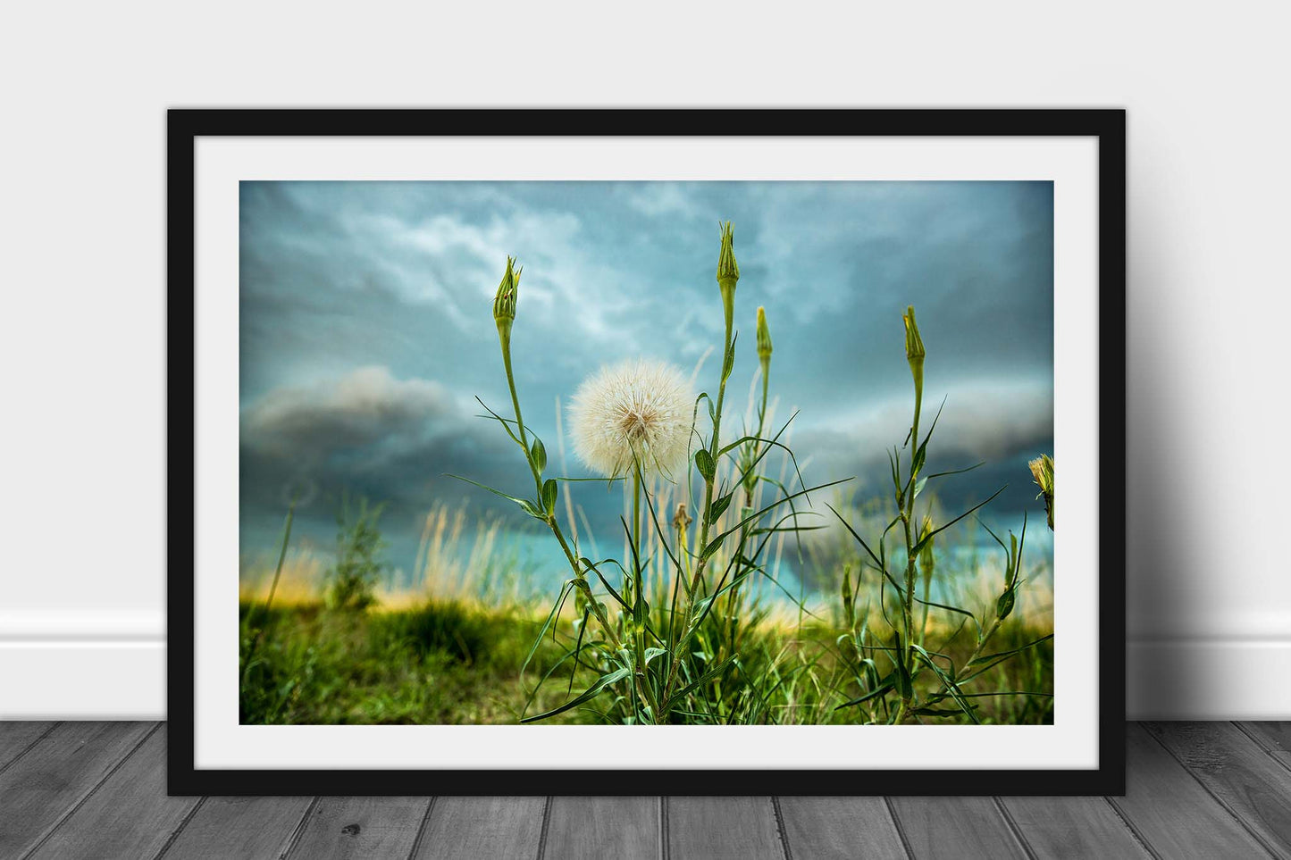 Framed and matted botanical print of a large dandelion as a storm approaches on a stormy spring day on the plains of Colorado by Sean Ramsey of Southern Plains Photography.