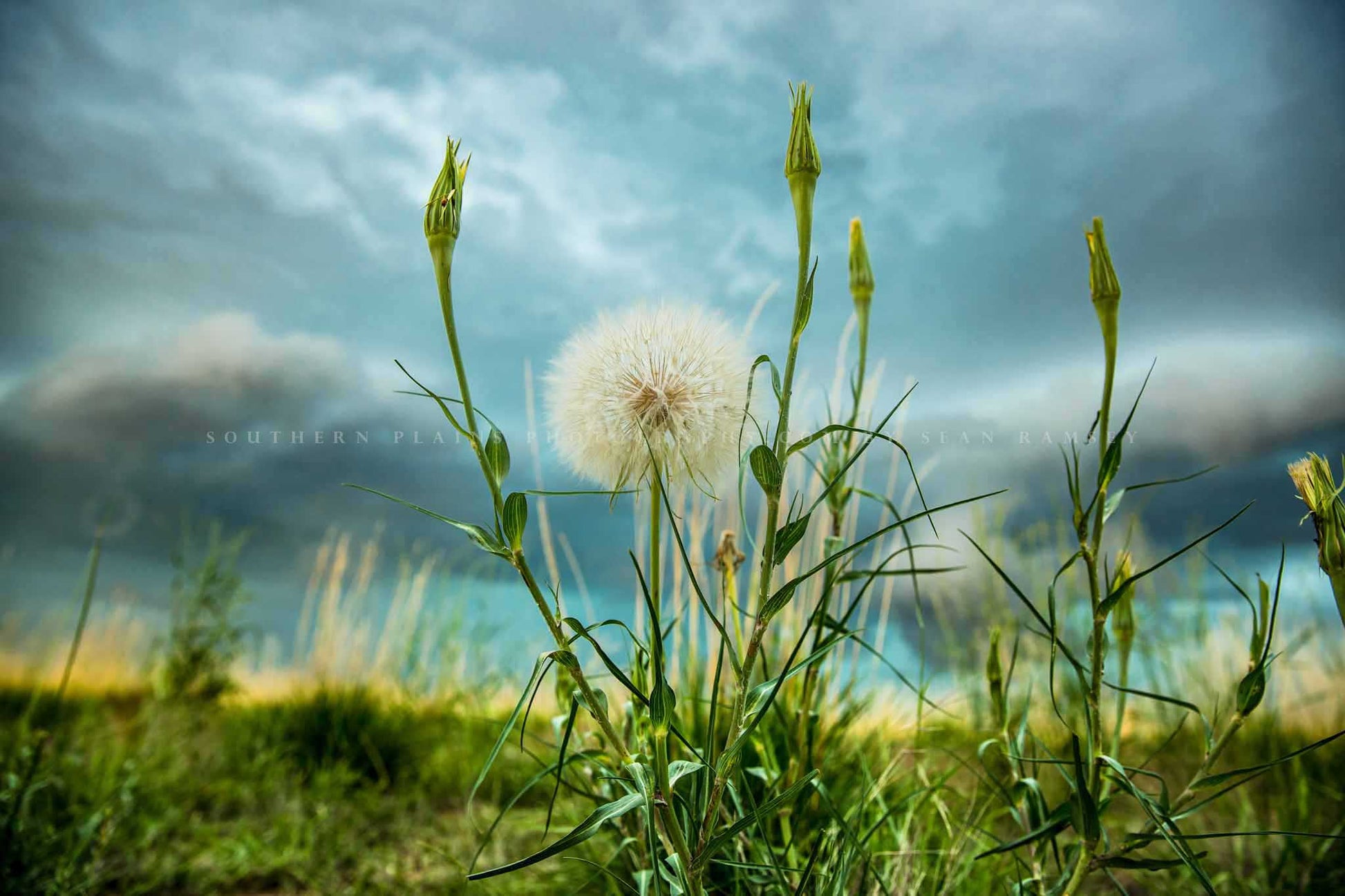 Humorous botanical photography print of a large dandelion appearing to raise arms in air as a storm approaches on a stormy spring day on the plains of Colorado by Sean Ramsey of Southern Plains Photography.