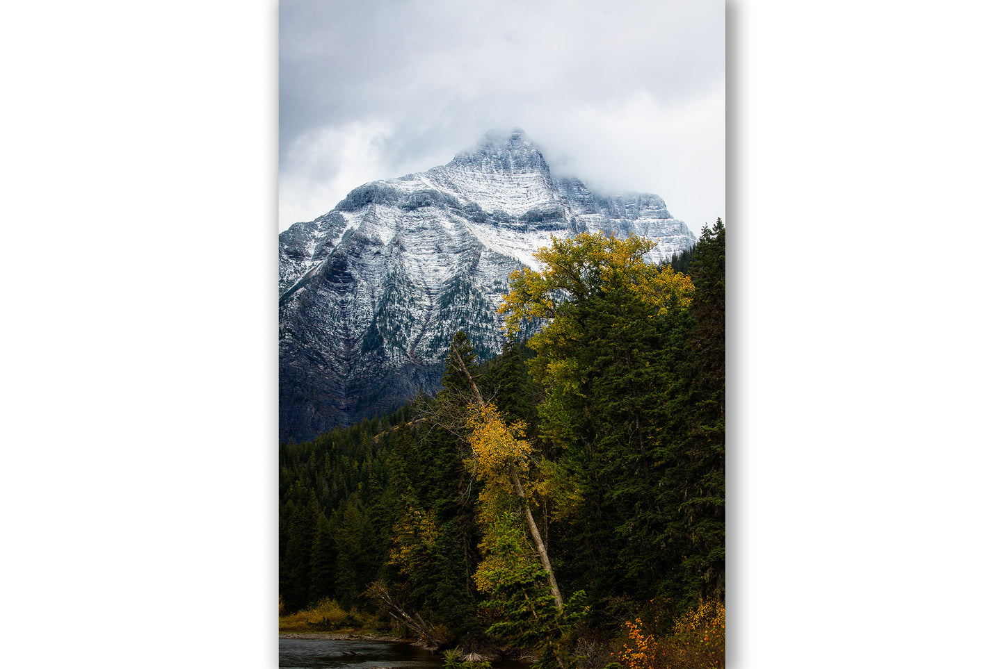 Vertical Rocky Mountain print of a snowy peak over trees with fall color on an autumn day at Glacier National Park, Montana by Sean Ramsey of Southern Plains Photography.