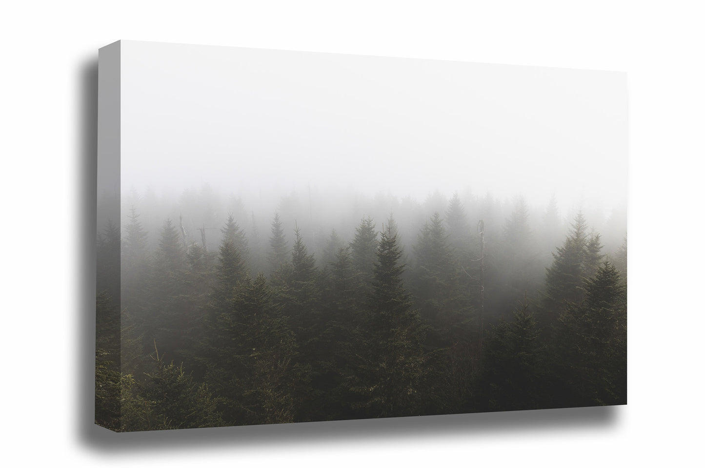 Forest canvas wall art of pine trees shrouded in fog showing only treetops at Clingmans Dome along the North Carolina and Tennessee border in the Great Smoky Mountains by Sean Ramsey of Southern Plains Photography.