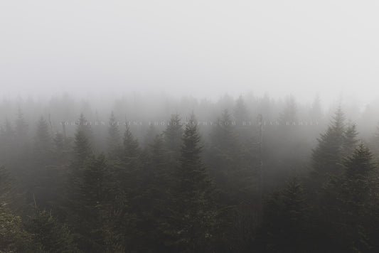 Ethereal photography print of treetops in a forest shrouded in fog on a foggy morning at Clingmans Dome in the Great Smoky Mountains of North Carolina by Sean Ramsey of Southern Plains Photography.