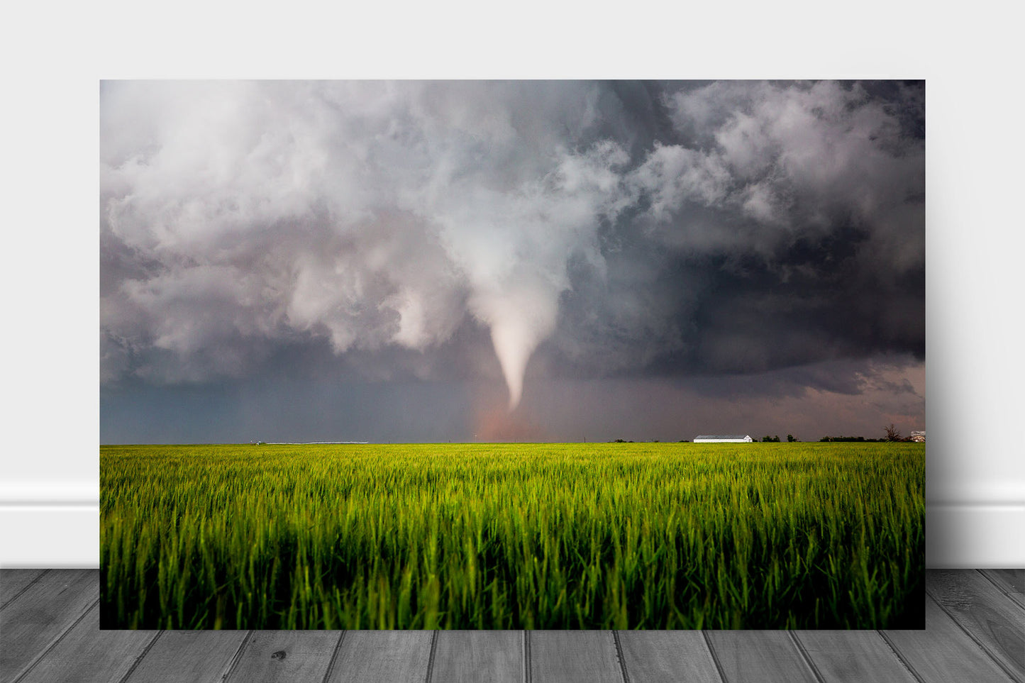 Storm aluminum metal print wall art of a tornado twisting over a wheat field on a stormy spring day in Texas by Sean Ramsey of Southern Plains Photography.