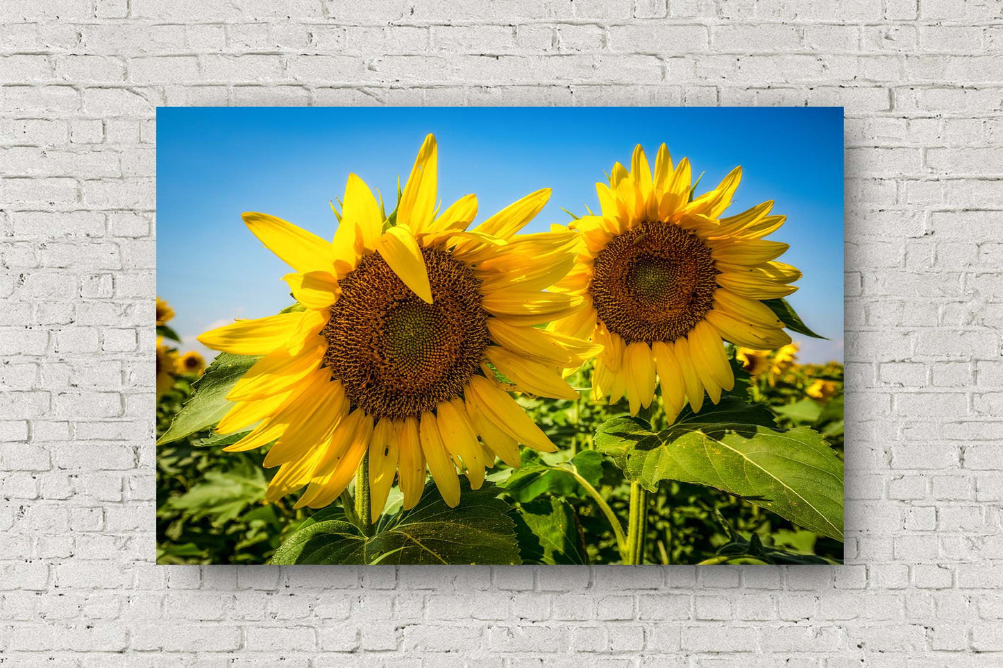 Botanical metal print wall art of a pair of sunflowers shining against a blue sky in a sunflower field on an early autumn day in Kansas by Sean Ramsey of Southern Plains Photography.