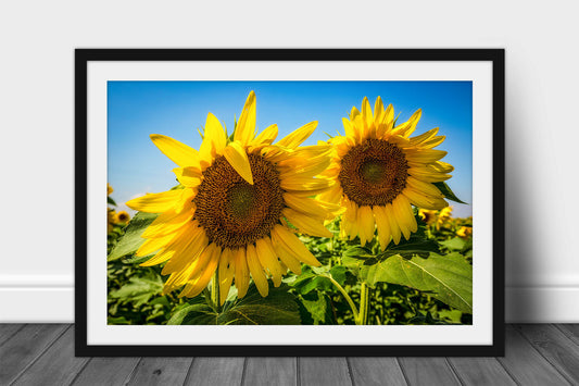Framed and matted botanical print of two sunflowers in a sunflower field on a blue sky day on a farm in Kansas by Sean Ramsey of Southern Plains Photography.