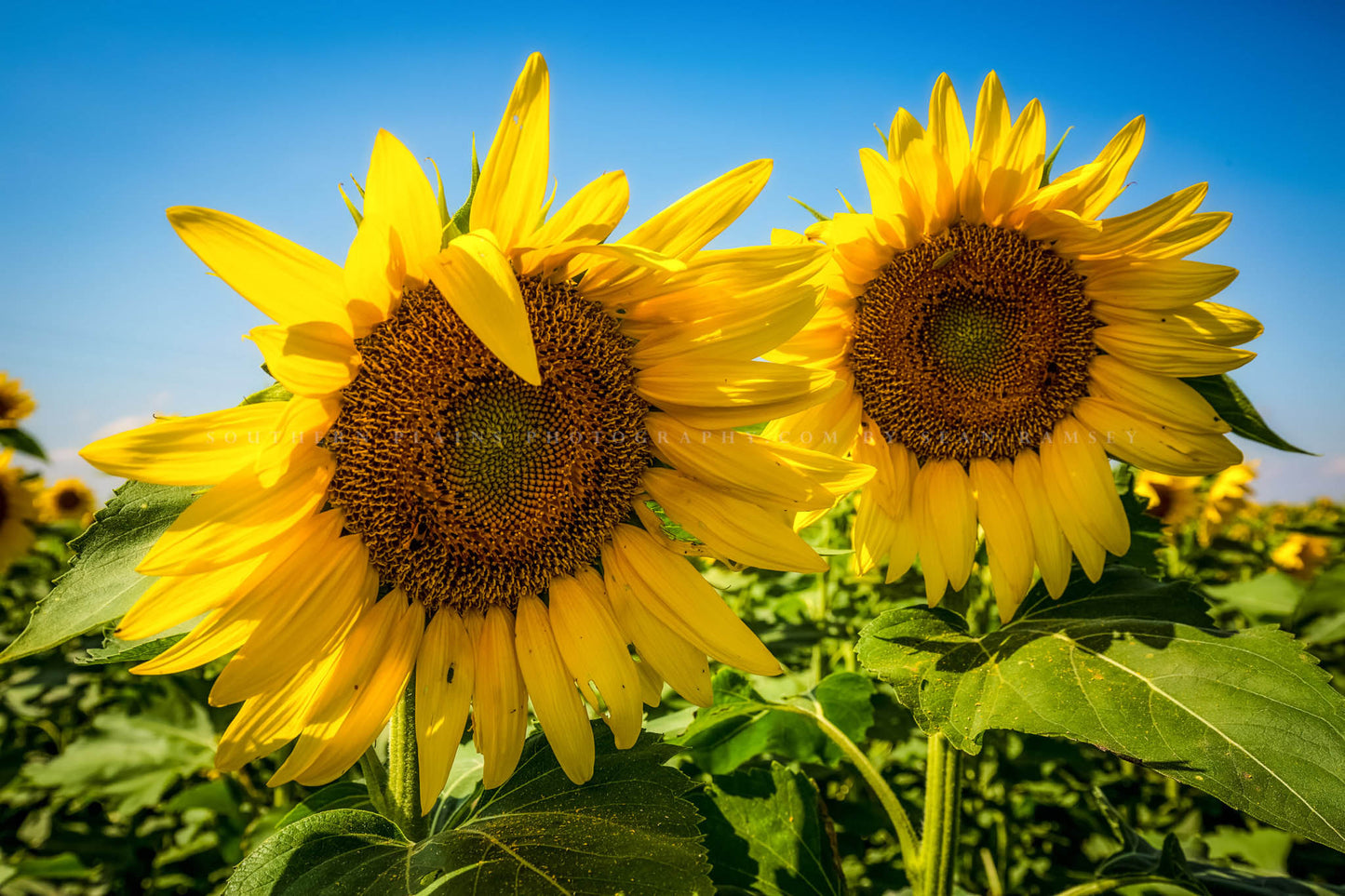 Country photography print of a pair of sunflowers in a field on a late summer day in Kansas by Sean Ramsey of Southern Plains Photography.