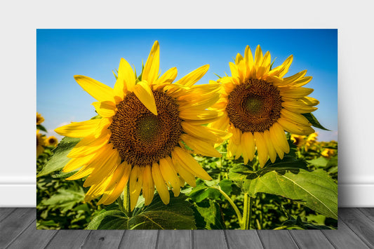 Botanical metal print wall art of a pair of sunflowers shining against a blue sky in a sunflower field on an early autumn day in Kansas by Sean Ramsey of Southern Plains Photography.