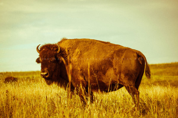 An American bison stands in buffalo grass on an autumn day on the Tallgrass Prairie in Oklahoma by Sean Ramsey of Southern Plains Photography.