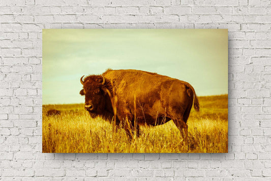 Buffalo metal print of a bison standing in golden grass on the Tallgrass Prairie in Osage County, Oklahoma by Sean Ramsey of Southern Plains Photography.