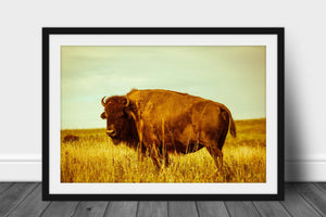 Buffalo metal print of a bison standing in golden grass on the Tallgrass Prairie in Osage County, Oklahoma by Sean Ramsey of Southern Plains Photography.