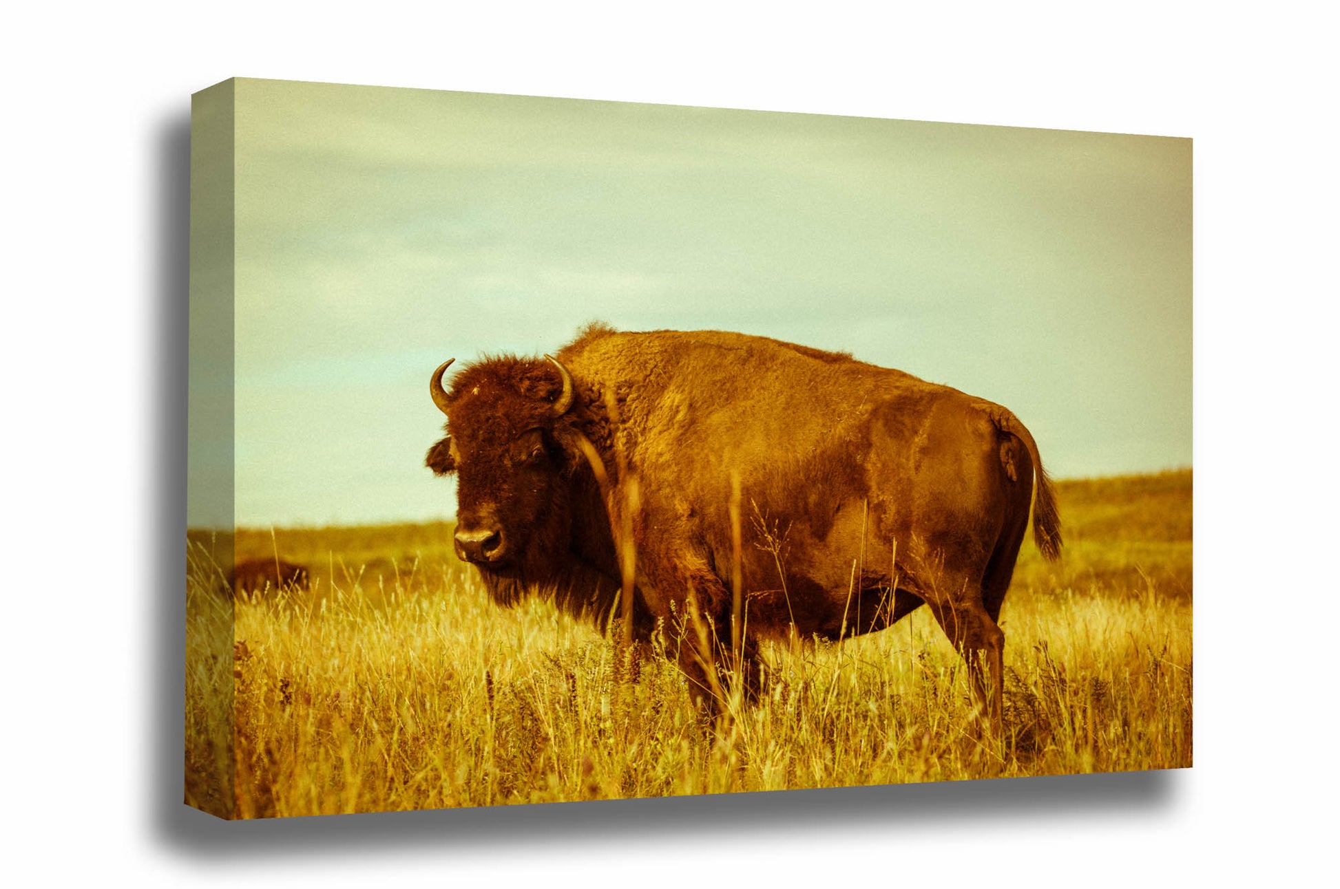 Buffalo canvas wall art of an American bison on an autumn day on the Tallgrass Prairie in Osage County Oklahoma by Sean Ramsey of Southern Plains Photography.