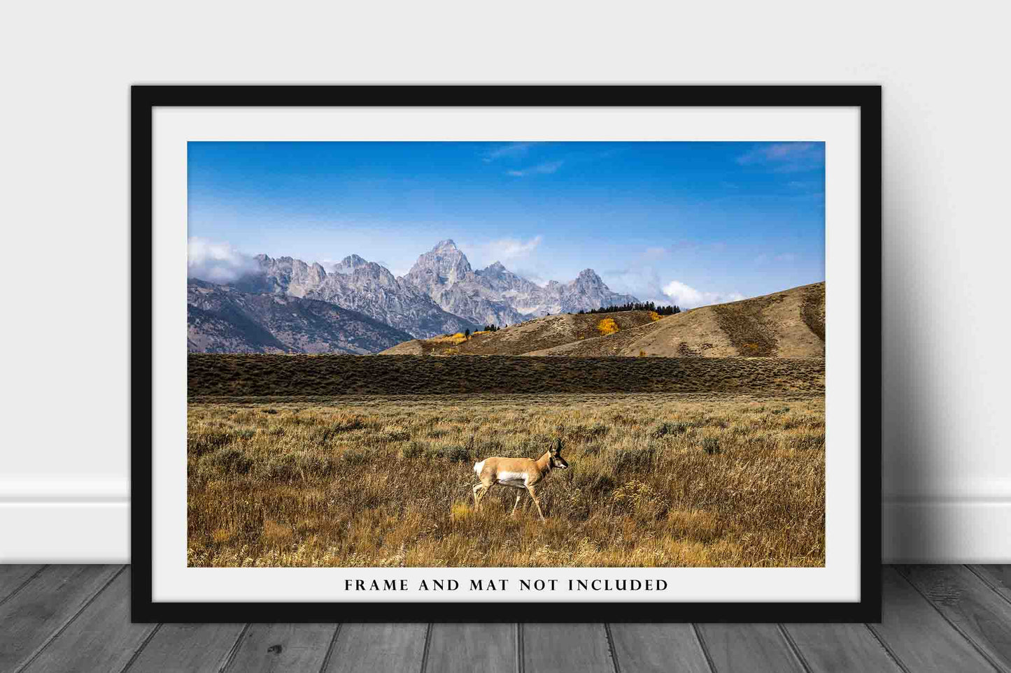 Western Photography Print (Not Framed) Picture of Pronghorn Antelope in Grand Teton National Park Wyoming Rocky Mountain Wall Art Wildlife Decor