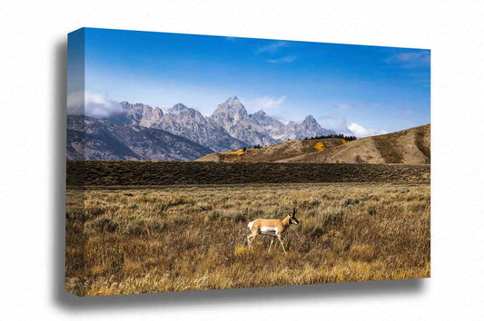Wildlife canvas wall art of a pronghorn antelope taking a stroll with Grand Teton in the background on an autumn day in Grand Teton National Park, Wyoming by Sean Ramsey of Southern Plains Photography.