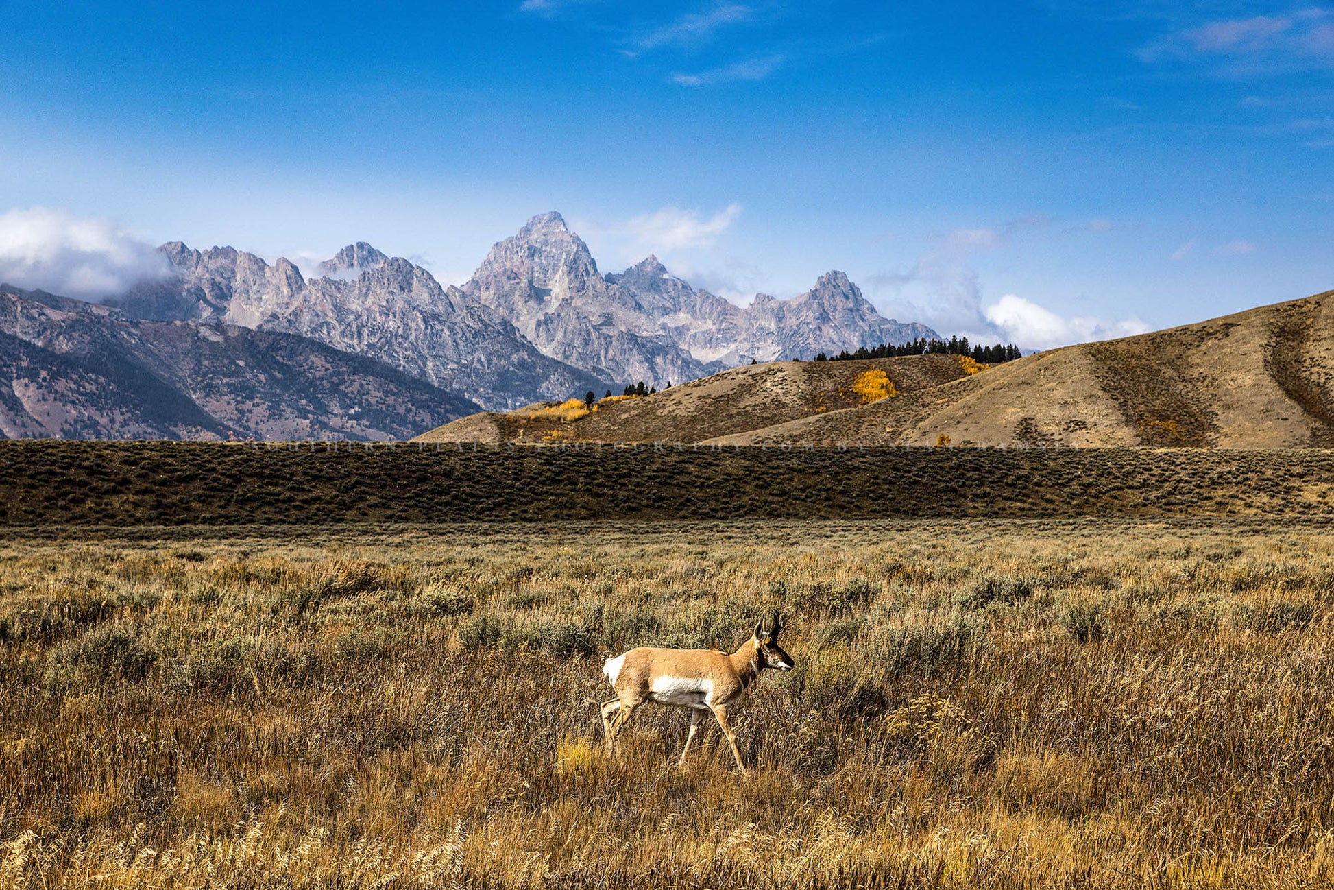 Wildlife photography print of an antelope taking a stroll on an autumn day in Grand Teton National Park, Wyoming by Sean Ramsey of Southern Plains Photography.