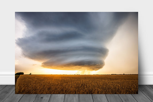 Storm aluminum metal print wall art of a sculpted supercell thunderstorm over a golden wheat field at sunset on a stormy evening in Oklahoma by Sean Ramsey of Southern Plains Photography.