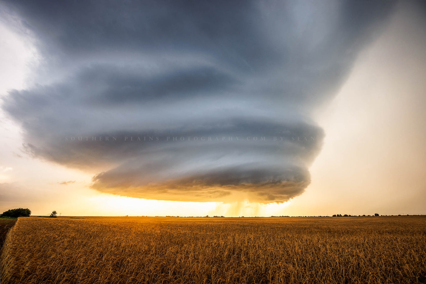 Storm photography print of a sculpted supercell thunderstorm over a golden wheat field at sunset on a stormy evening in Oklahoma by Sean Ramsey of Southern Plains Photography.